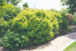 Alfredo Highbush Cranberry (Viburnum trilobum 'Alfredo') at Lurvey Garden Center
