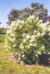Primrose Lilac (Syringa vulgaris 'Primrose') at Lurvey Garden Center