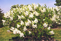 Mount Baker Lilac (Syringa x hyacinthiflora 'Mount Baker') at Lurvey Garden Center