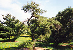 Japanese Red Pine (Pinus densiflora) at Lurvey Garden Center