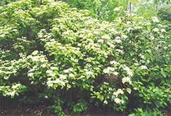 Sargent's Viburnum (Viburnum sargentii) at Lurvey Garden Center
