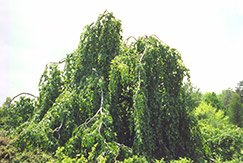 Parasol Beech (Fagus sylvatica 'Tortuosa') at Lurvey Garden Center
