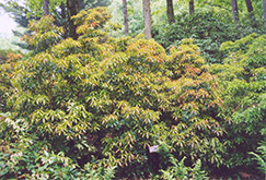 Red Mill Japanese Pieris (Pieris japonica 'Red Mill') at Lurvey Garden Center