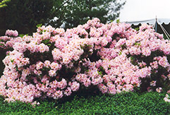English Roseum Rhododendron (Rhododendron catawbiense 'English Roseum') at Lurvey Garden Center