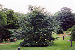 American Beech (Fagus grandifolia) at Lurvey Garden Center