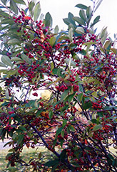 Red Chokeberry (Aronia arbutifolia) at Lurvey Garden Center