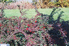 Praecox Cotoneaster (Cotoneaster adpressus 'Praecox') at Lurvey Garden Center