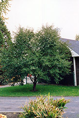 Montmorency Cherry (Prunus 'Montmorency') at Lurvey Garden Center