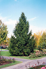 Norway Spruce (Picea abies) at Lurvey Garden Center