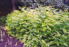 False Spirea (Sorbaria sorbifolia) at Lurvey Garden Center