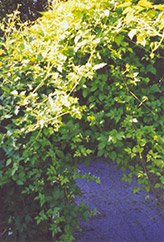 Monkshood Vine (Ampelopsis aconitifolia) at Lurvey Garden Center