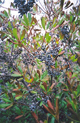 Northern Bayberry (Myrica pensylvanica) at Lurvey Garden Center