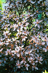 P.J.M. Elite Rhododendron (Rhododendron 'P.J.M. Elite') at Lurvey Garden Center