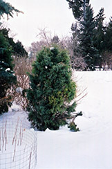 Blue Redcedar (Juniperus virginiana 'Glauca') at Lurvey Garden Center