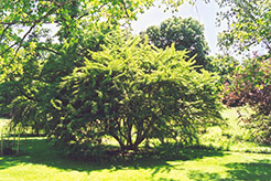 Fiveleaf Aralia (Acanthopanax sieboldianus) at Lurvey Garden Center