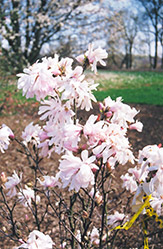 Centennial Magnolia (Magnolia stellata 'Centennial') at Lurvey Garden Center