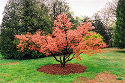 Seigai Japanese Maple (Acer palmatum 'Seigai') at Lurvey Garden Center