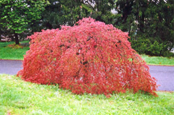 Weeping Japanese Maple (Acer palmatum 'Pendulum') at Lurvey Garden Center