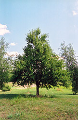 Sweet Birch (Betula lenta) at Lurvey Garden Center