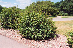 Bailey Compact Amur Maple (Acer ginnala 'Bailey Compact') at Lurvey Garden Center
