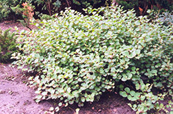Compact Japanese Fleeceflower (Fallopia japonica 'Compacta') at Lurvey Garden Center