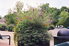 Summer Beauty Butterfly Bush (Buddleia davidii 'Summer Beauty') at Lurvey Garden Center