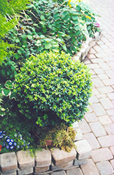 Japanese Boxwood (Buxus microphylla) at Lurvey Garden Center