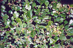 Fragrant Sumac (Rhus aromatica) at Lurvey Garden Center