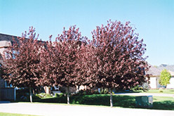 Schubert Chokecherry (Prunus virginiana 'Schubert') at Lurvey Garden Center