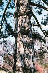 Austrian Pine (Pinus nigra) at Lurvey Garden Center