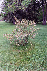 Black Chokeberry (Aronia melanocarpa) at Lurvey Garden Center