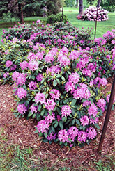 Roseum Elegans Rhododendron (Rhododendron catawbiense 'Roseum Elegans') at Lurvey Garden Center