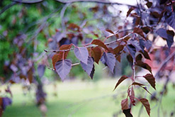 Crimson Frost Birch (Betula 'Crimson Frost') at Lurvey Garden Center