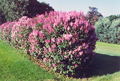Minuet Lilac (Syringa x prestoniae 'Minuet') at Lurvey Garden Center