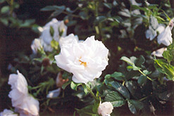 Blanc Double de Coubert Rose (Rosa 'Blanc Double de Coubert') at Lurvey Garden Center