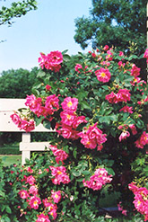William Baffin Rose (Rosa 'William Baffin') at Lurvey Garden Center
