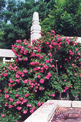 William Baffin Rose (Rosa 'William Baffin') at Lurvey Garden Center