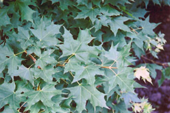 Purpleblow Maple (Acer truncatum) at Lurvey Garden Center