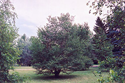 Chinese Paper Birch (Betula albo-sinensis) at Lurvey Garden Center