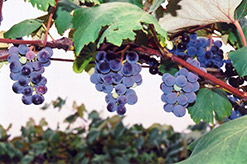 Concord Grape (Vitis 'Concord') at Lurvey Garden Center