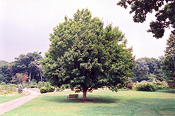 Miyabe Maple (Acer miyabei) at Lurvey Garden Center
