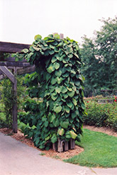 Dutchman's Pipe (Aristolochia macrophylla) at Lurvey Garden Center