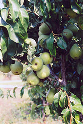 Anjou Pear (Pyrus communis 'Anjou') at Lurvey Garden Center