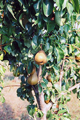 Bosc Pear (Pyrus communis 'Beurre Bosc') at Lurvey Garden Center
