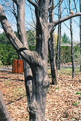 American Hornbeam (Carpinus caroliniana) at Lurvey Garden Center