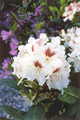 Peter Tigerstedt Rhododendron (Rhododendron 'Peter Tigerstedt') at Lurvey Garden Center