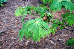 Fullmoon Maple (Acer japonicum) at Lurvey Garden Center