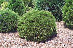 Hetz Midget Arborvitae (Thuja occidentalis 'Hetz Midget') at Lurvey Garden Center