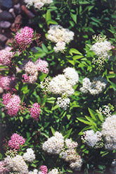 Shirobana Spirea (Spiraea japonica 'Shirobana') at Lurvey Garden Center