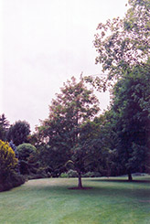 Erythrocarpum Sycamore Maple (Acer pseudoplatanus 'Erythrocarpum') at Lurvey Garden Center